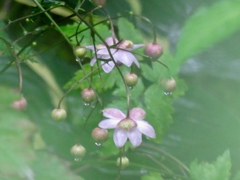 雨に煙る