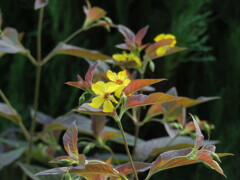 銅葉に黄色い花