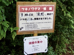 クマ情報