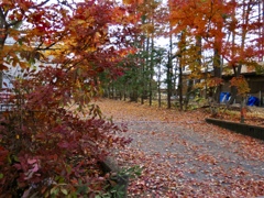 紅葉と落ち葉