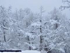 今朝の雪2