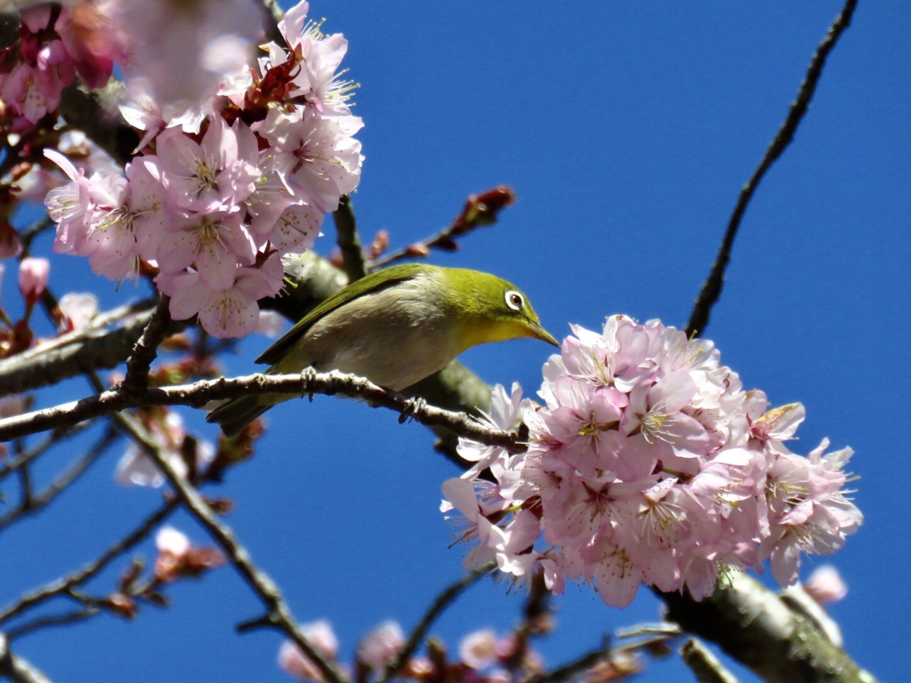 桜にメジロ1