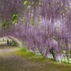 再掲・13年前の河内藤園３