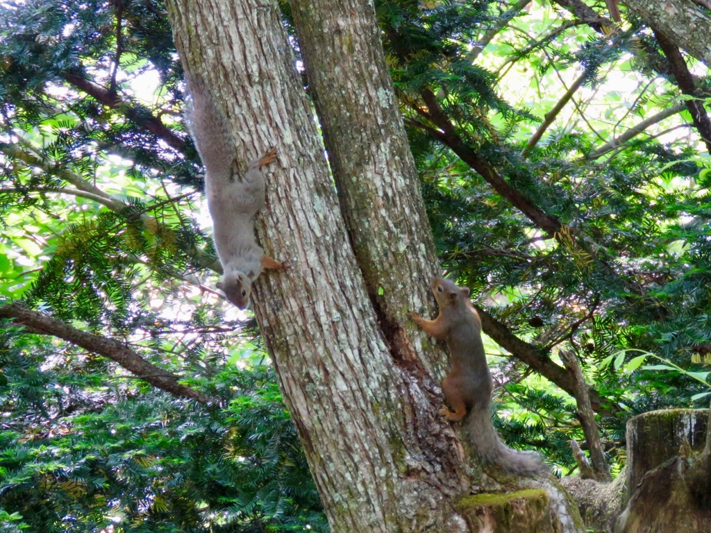 今朝の出会い3