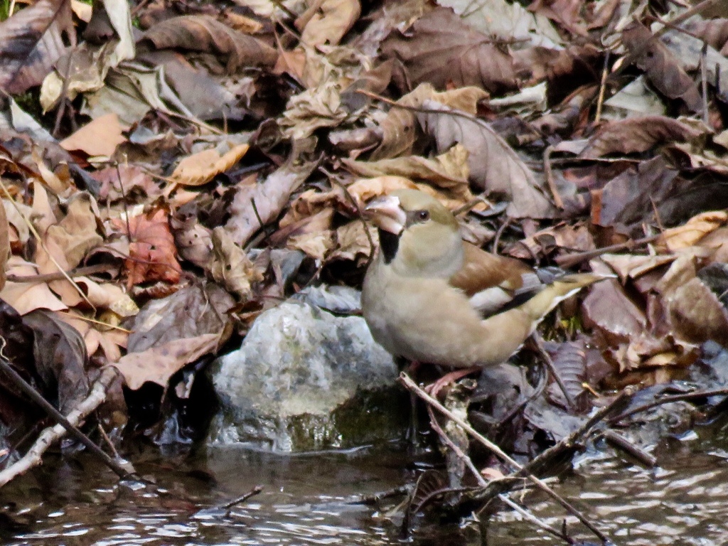 散歩で出会った鳥達4