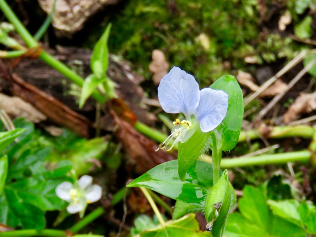 白花露草