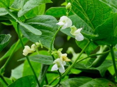豆の花