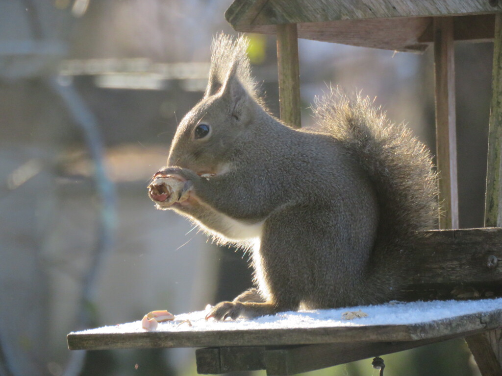 食べる