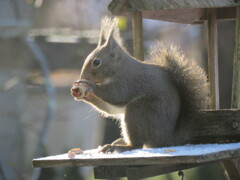 食べる