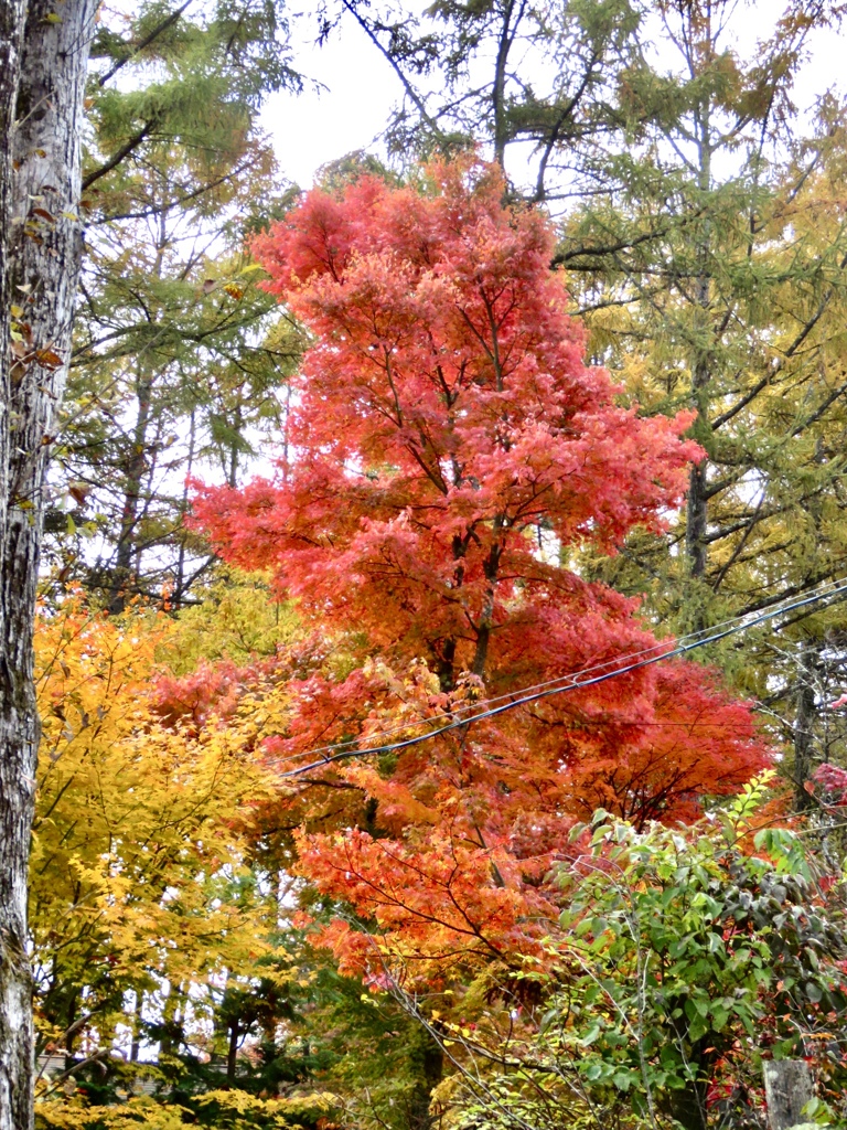 近所の紅葉3