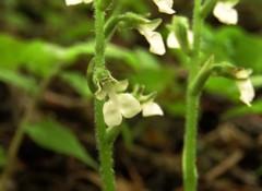 白雲蘭の花