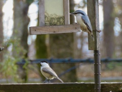 元気な野鳥達3