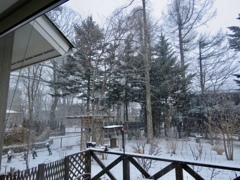 今朝の雪
