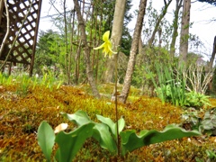庭の黄花カタクリ