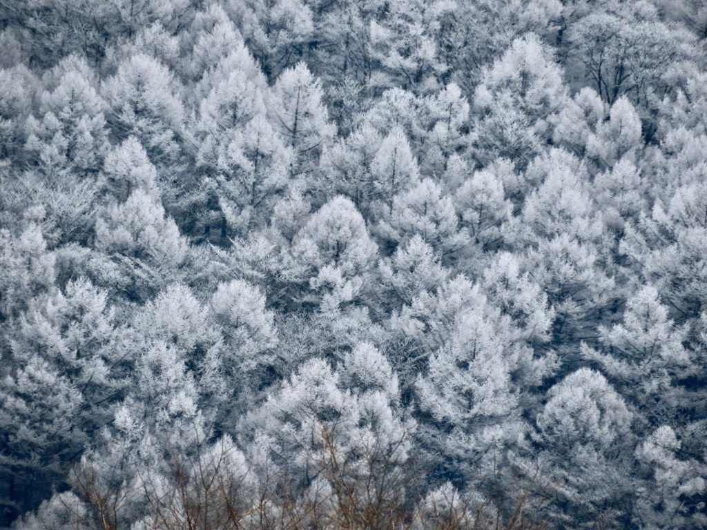 離山のカラマツ林