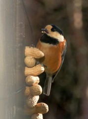 落花生を食べるヤマガラ