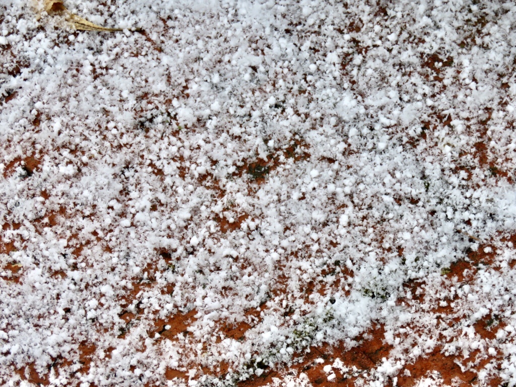 積り始めた雪