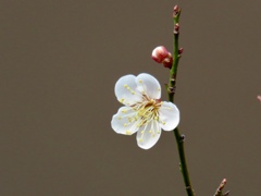 白梅