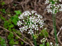 ニラの花