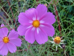 コスモスの花