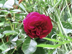 庭の薔薇8