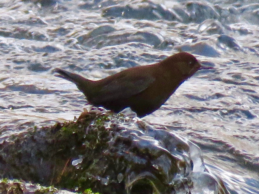 湯川のカワガラス3