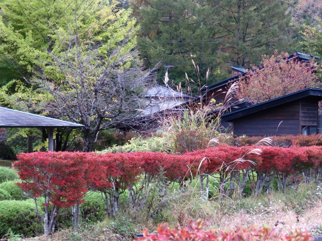 近所の公園