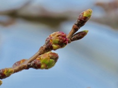 さくらの蕾