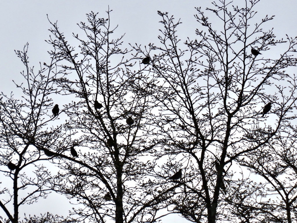 鳥の群れ