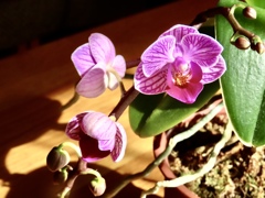 ミニ胡蝶蘭②