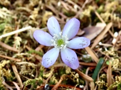 庭の雪割草⑤