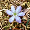 庭の雪割草⑤