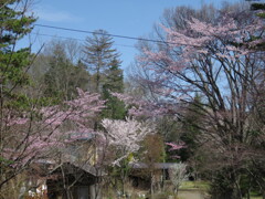 桜のある景色