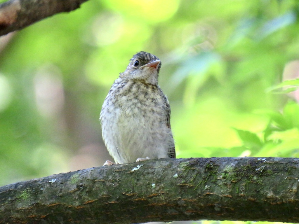 幼鳥2