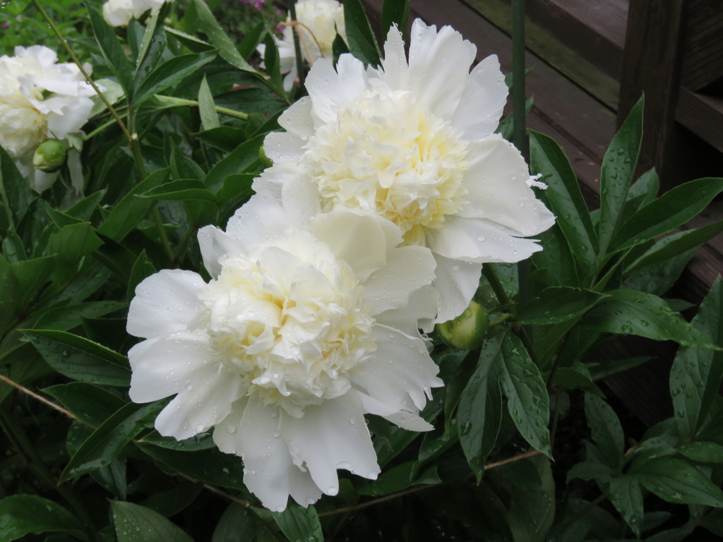 芍薬チャーリーズ・ホワイト
