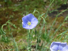 亜麻の花