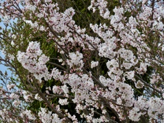 街中の桜3