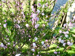 庭桜