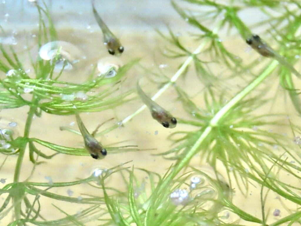 稚魚