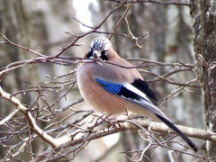 留鳥のカケス 留鳥のカケス