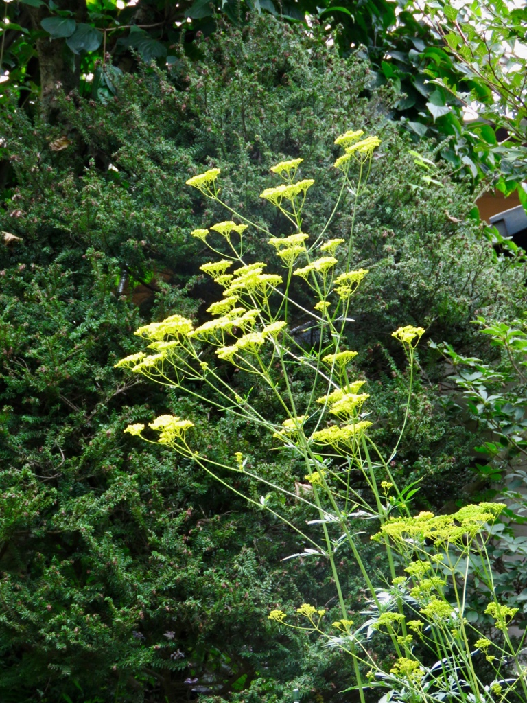 秋の花