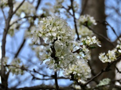 この花はなんの花？