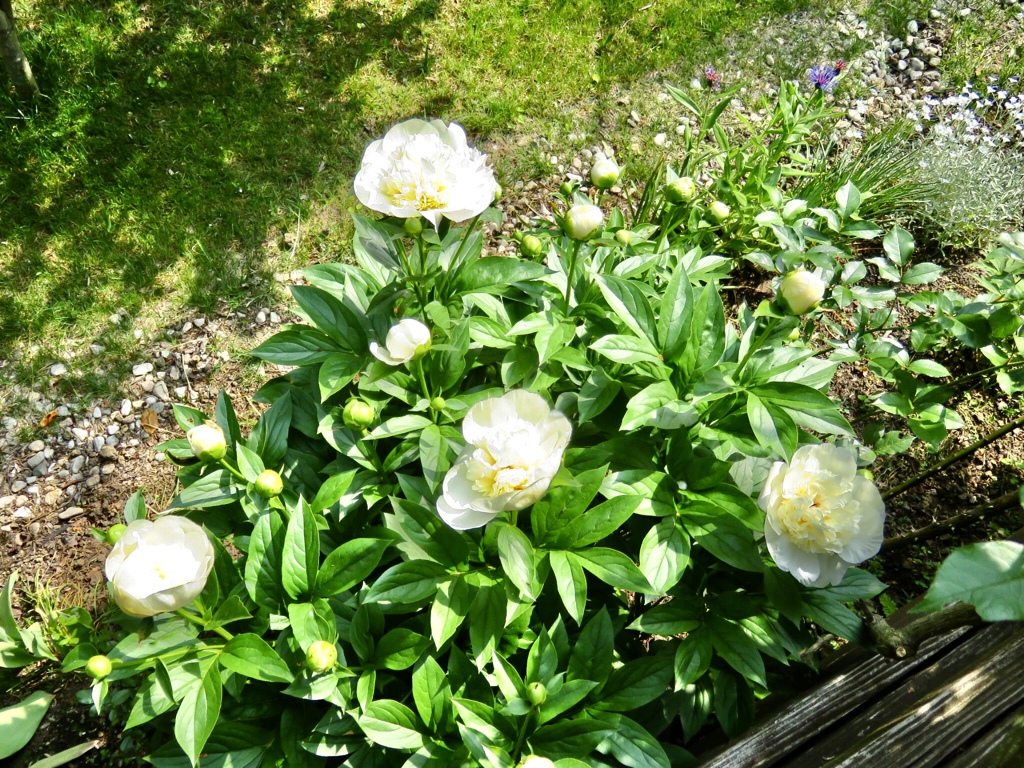 開花
