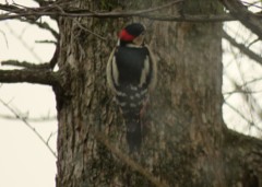 リビングから見えた鳥たち２