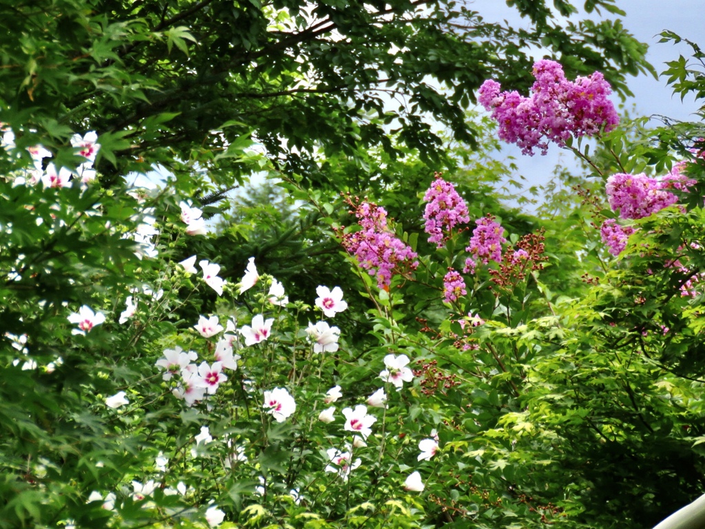 木槿と百日紅