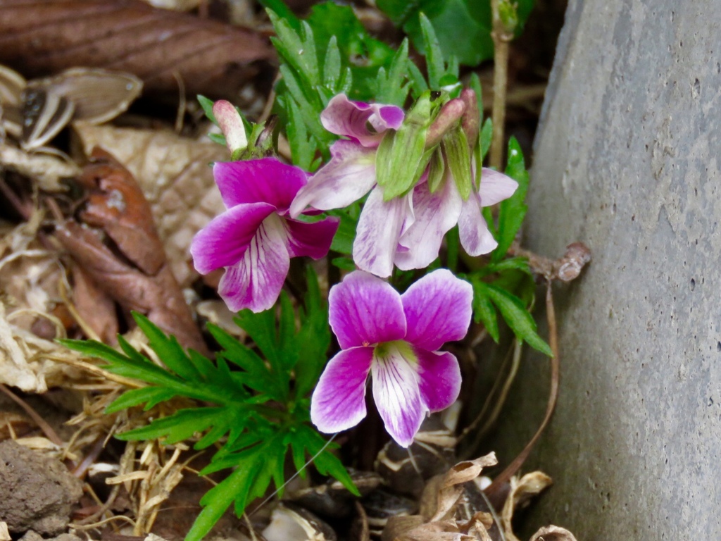 いま庭で咲いているスミレ1
