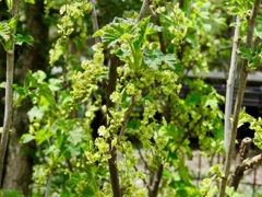 庭の花達5