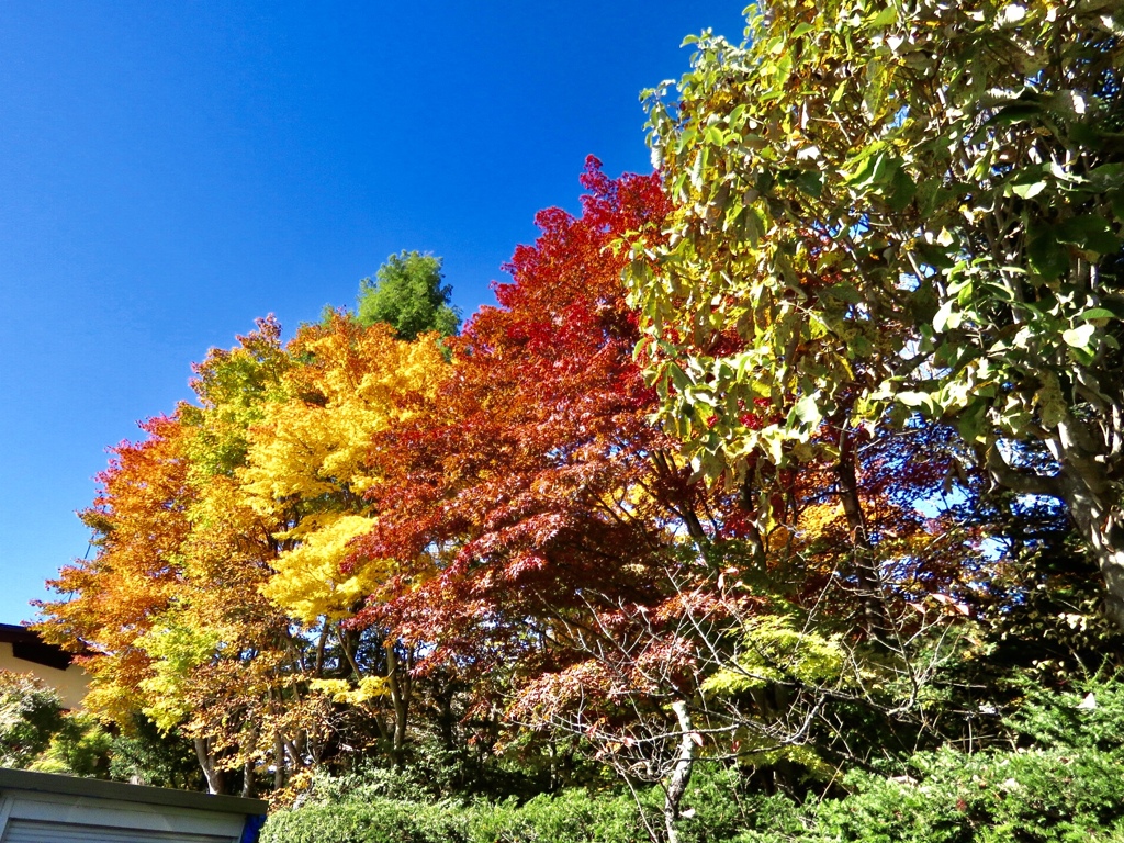 今日の紅葉7