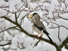 雪と野鳥④