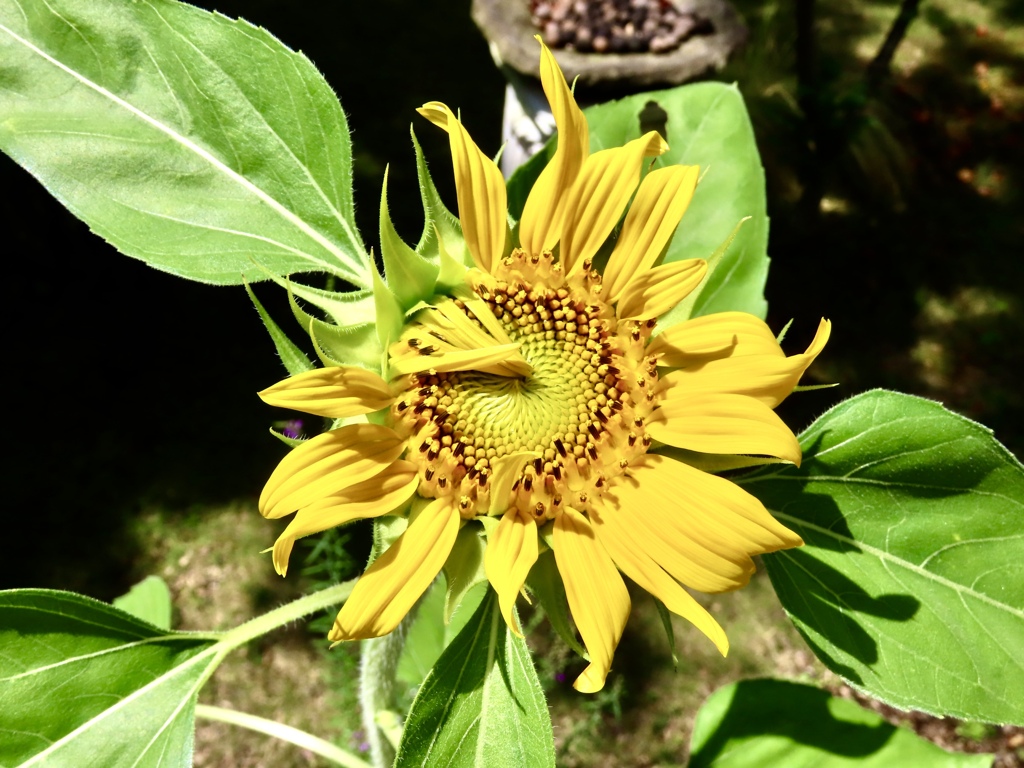 開花がはじまった